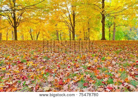 Colorful Autumn Foliage