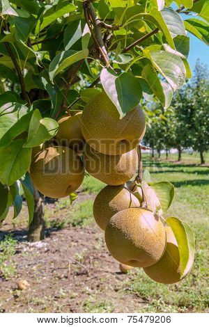 Asian Pears