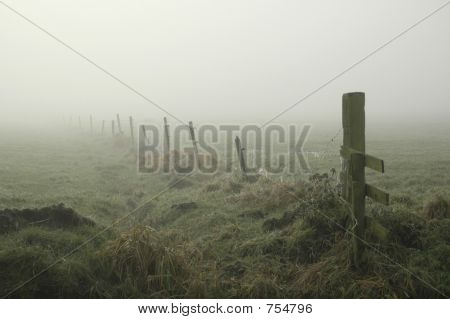 Misty meadow