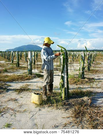 Asian Farmer, Agriculture Farm, Dragon Fruit