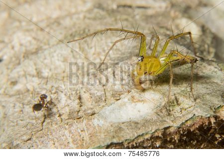 Macro Shoot Of A Tarantula Spider Over A Wooden Table, Poison Insect.