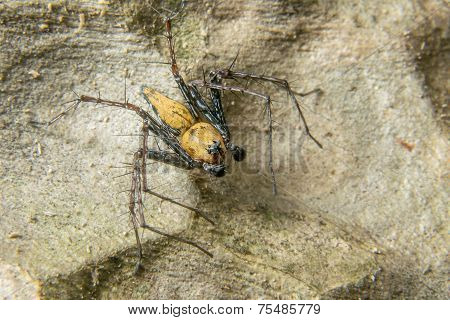 Macro Shoot Of A Tarantula Spider Over A Wooden Table, Poison Insect.