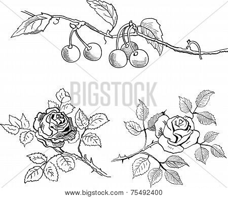 Sketch of cherries on a branch and roses
