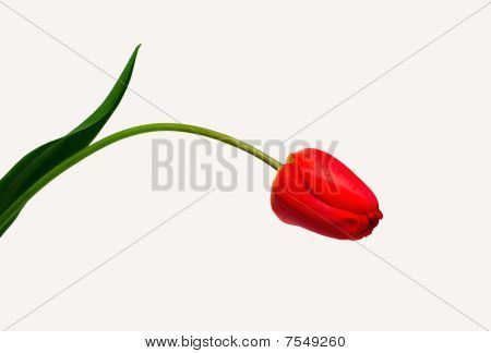 Tulipanes rojos