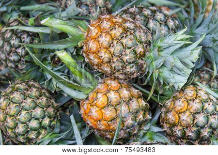Fresh pineapples fruit
