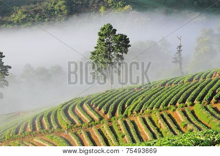 morning at beautiful strawberries farm at Chiangmai Thailand