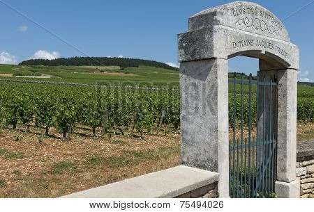 Vineyard Baune