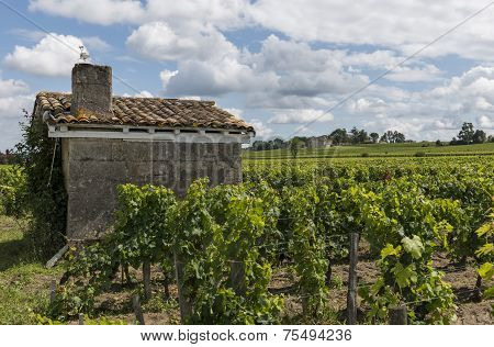 Vinyard At Saint Emilion With House