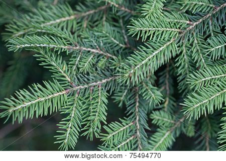 Natural spruce branches, needles closeup. Christmas greens