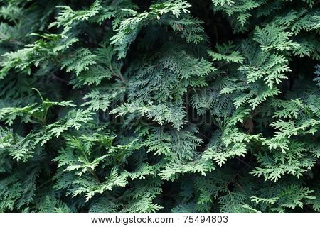 Natural spruce branches, needles closeup. Christmas greens
