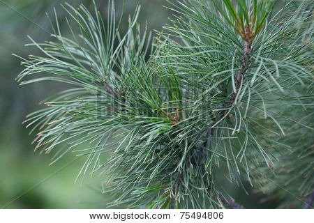 Natural spruce branches, needles closeup. Christmas greens
