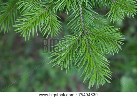 Natural spruce branches, needles closeup. Christmas greens