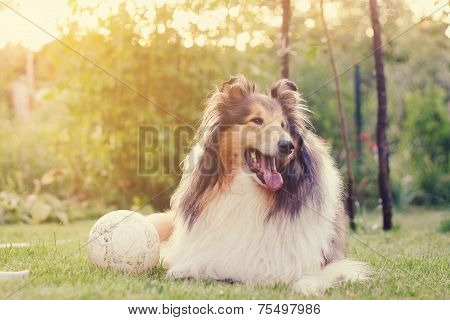Rough Collie And A Ball.