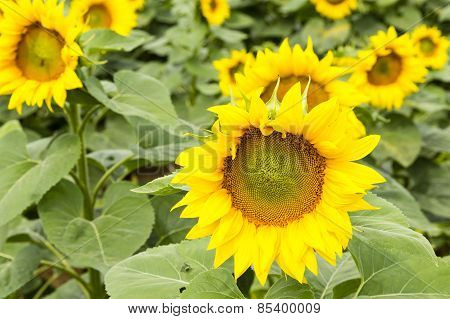 Large Happy Sunflower And Sunflower Oil Crop On A Sunny Day In The Sou