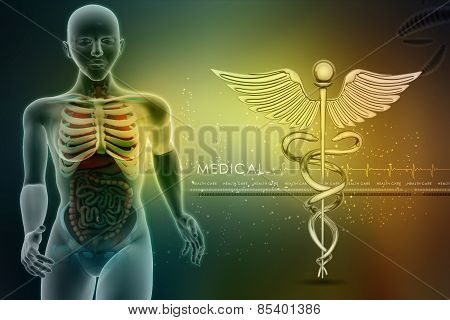 human anatomy and caduceus sign