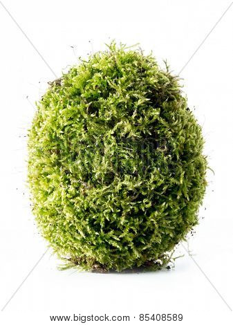 Giant moss-grown egg over white background