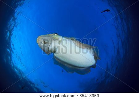 Pharaoh Cuttlefish