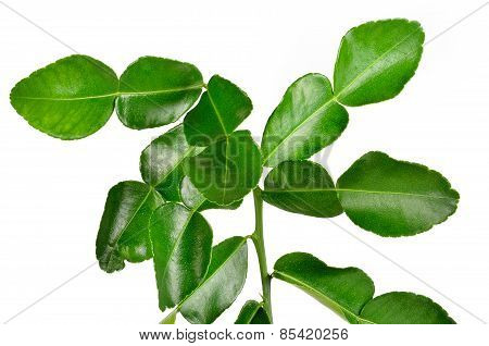 Bergamot Leaves On White Background