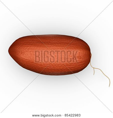 Phoenix dactylifera Seed