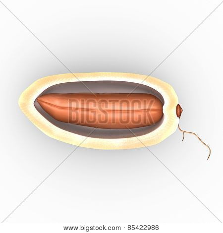 Phoenix dactylifera Seed