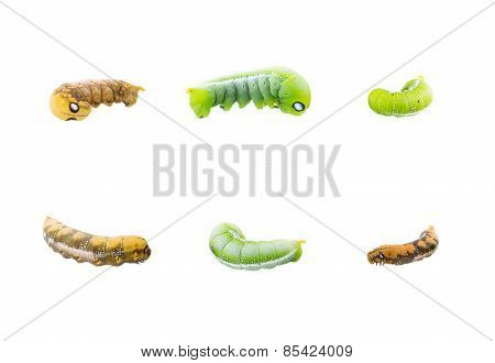 Collection Of Six Worms In Action