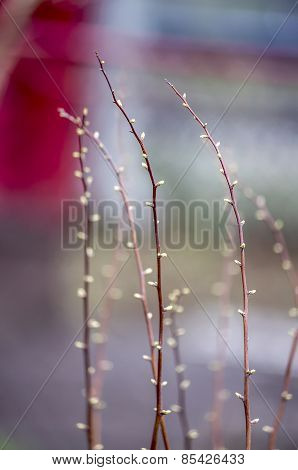 branches are drawn to the light rays