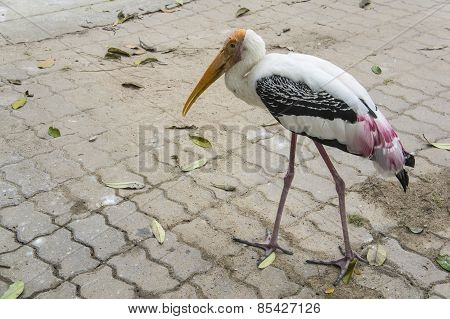 bird animal farm walking alone freedom long legs beak