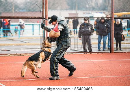 German shepherd dog training in Gomel Regional sports club and d