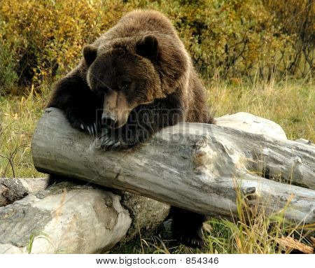 Oso grizzly