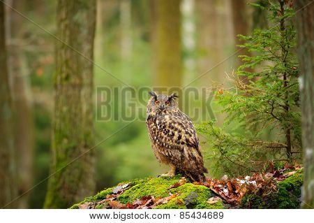 Eurasian Eagle-owl In Forrest