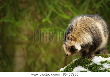 Raccoon Dog