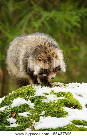 Raccoon Dog