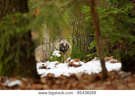 Raccoon Dog