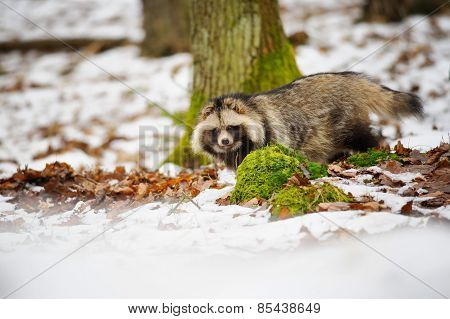 Raccoon Dog