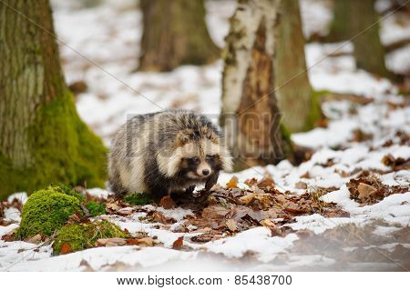 Raccoon Dog