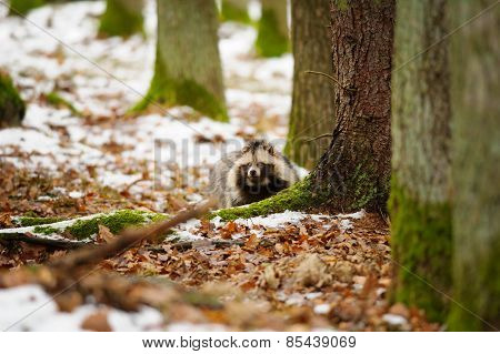Raccoon Dog