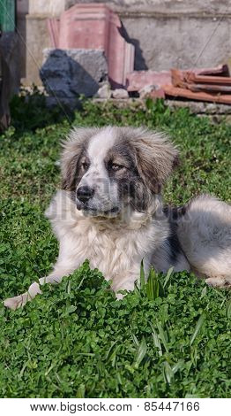 View of sheepdog resting in the sun