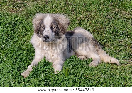 View of puppy of sheepdog in a sunny day