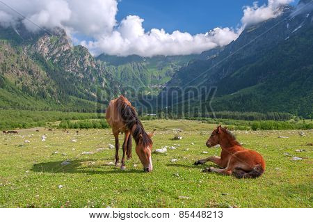 brown horse in high mountains