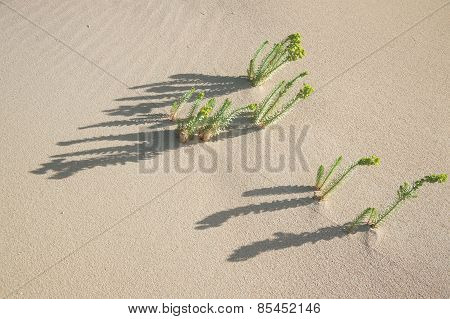 Faces To The Sun