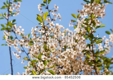 Cherry Blossoms