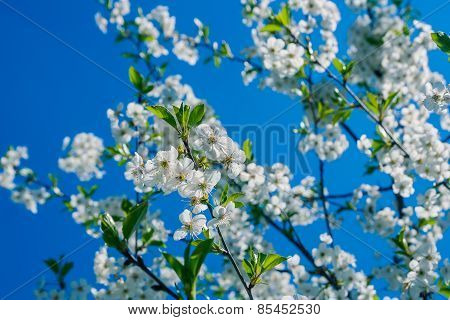 Cherry Blossoms