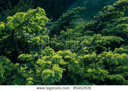 Canadian Branch Tree