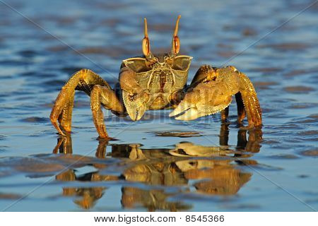 Duch krab na pláži