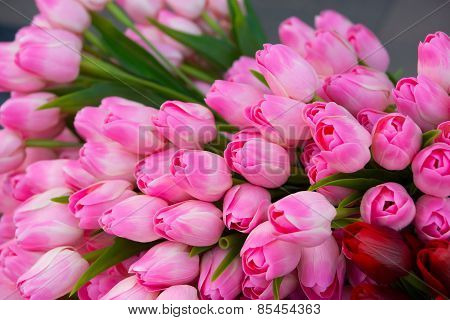 Pink Tulips