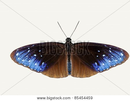 Isolated Top View Of Striped Blue Crow Butterfly