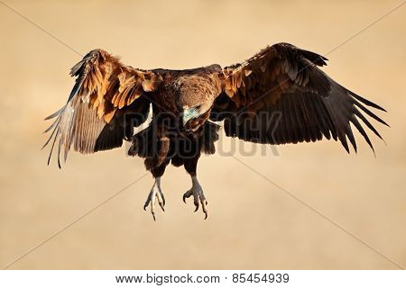 Immature Bateleur eagle (Terathopius ecaudatus) in flight, South Africa