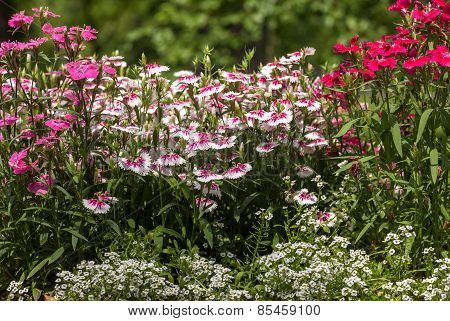 Pinc young flowers growing in green farm field