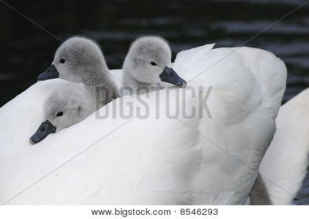 Swan piggyback ride