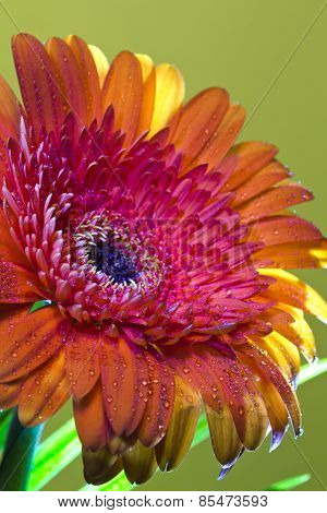 Transvaal daisy flower in rain drops the small depth of sharpness